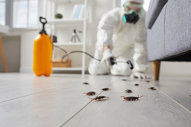 Commercial Kitchen Cockroach Control in Level Plains